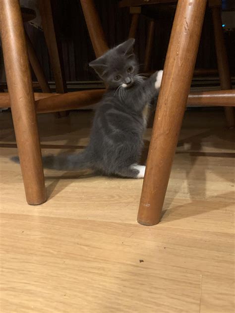 I never want this kitten to grow. : r/kittens