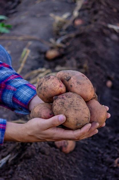 Premium Photo A Farmer Holds A Freshly Harvested Potato Crop In His Hands