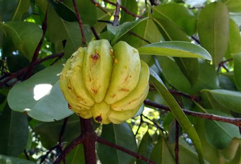Garcinia gambogia – działanie i skutki uboczne :BonaVita ...