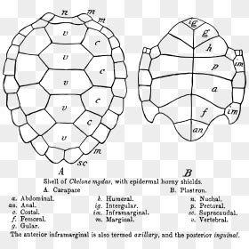 Sea Turtle Shell Structure, HD Png Download - vhv