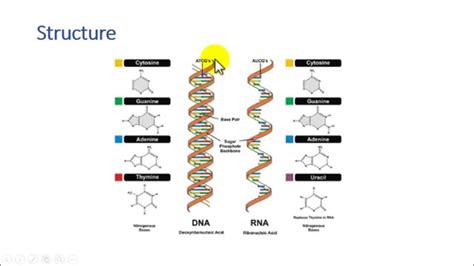 Dna Vs Rna Chart