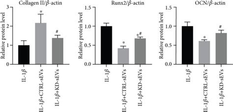 SEVs Secreted From NAMPT Knockdown Adipocytes Exhibited Attenuated