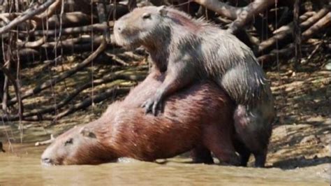 Capivara