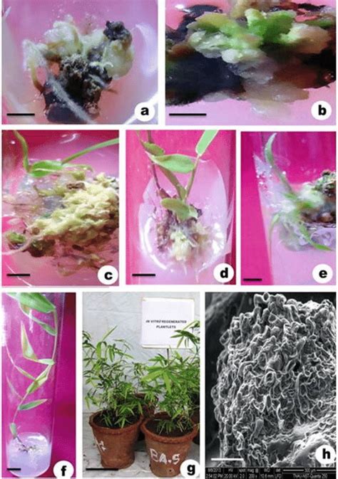 21 Ah Plant Regeneration Via Somatic Embryogenesis In Bambusa