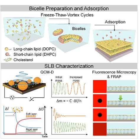 Figure 1 From Characterizing The Supported Lipid Membrane Formation