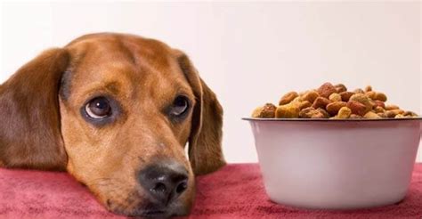 Best Dog Food For Skin Allergies In 2020 - Blog That Dog