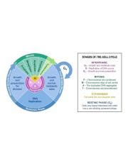 Understanding the Stages of the Cell Cycle: Growth, Division, | Course Hero