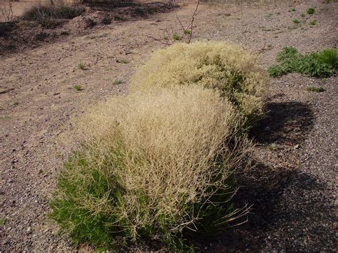 Life at 55 mph: Desert wildflowers in southern Arizona. They are ...