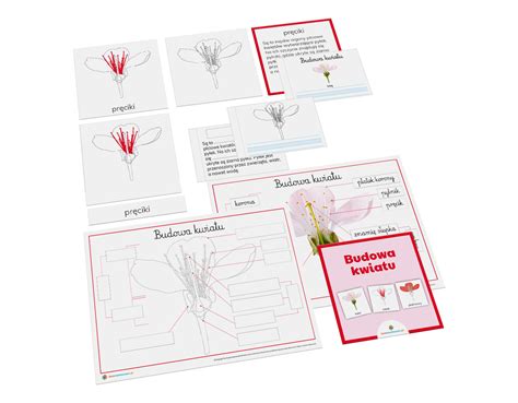 Budowa Kwiatu Karty Naukowe Plansze I Karty Pracy Love Montessori