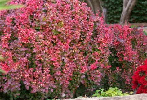 Red Leaf Shrubs For Contrasting Compositions Best Landscape Ideas