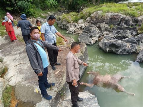 Heboh Di Simalungun Sosok Mayat Perempuan Muda Ditemukan Mengapung Di