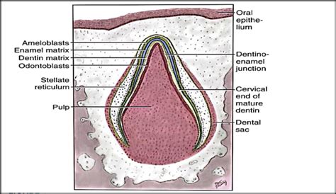 Enamel And Dentin Matrix Formation Fehrenbach And Popowics