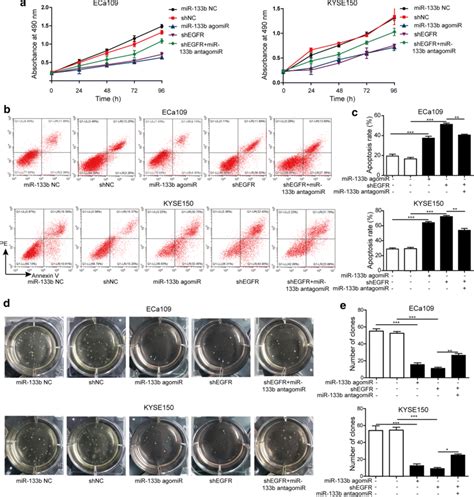 Mir 133b Repressed Proliferation Anoikis Resistance And Download