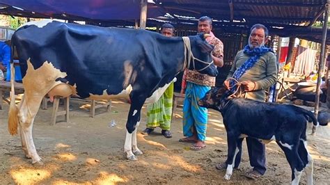 আজ ২৬১১২৪ উন্নত জাতের দুধের গাভী ও বাছুর গরুর দাম আফতাবগঞ্জ হাট