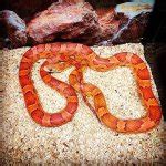 60+ Corn Snake Morphs By Color, Genetics & Rarity - More Reptiles