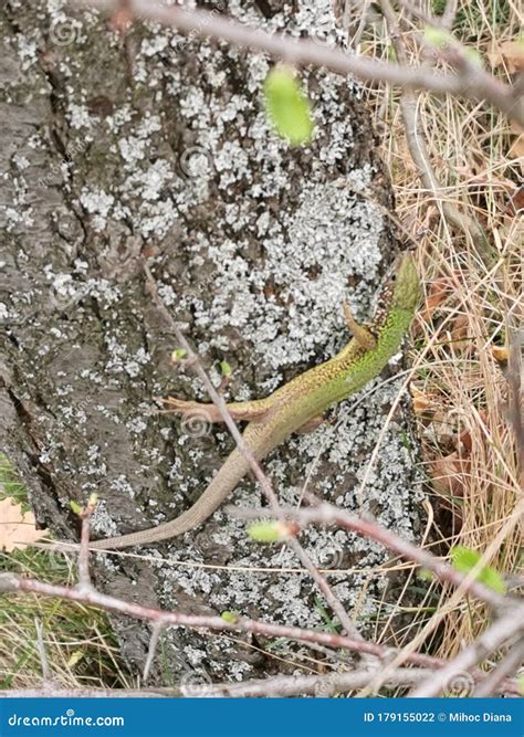 can lizard hiding step by step 7