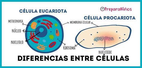 Qu Es Una C Lula Eucariota Y Procariota Para Ni Os De Primaria