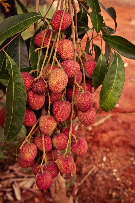 Lychee Result Fruit - Free photo on Pixabay