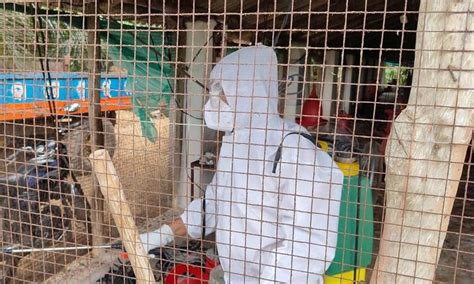 Bird Flu Odisha Govt Culls Over 11700 Chickens