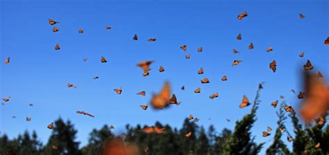 Millions of Monarch Butterflies, Michoacan, Mexico | Good Nature Travel Blog