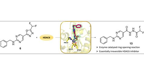 Difluoromethyl Oxadiazoles Are Selective Mechanism Based And