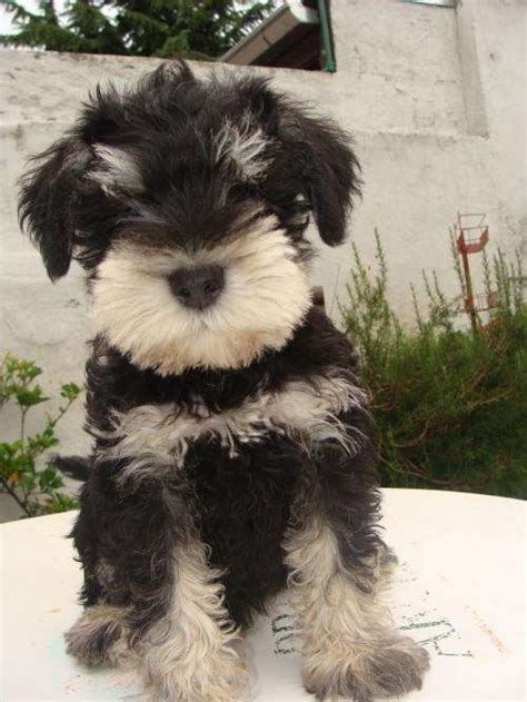 Excelentes Cachorros Schnauzer Miniatura Negro Y Plata En Buenos Aires