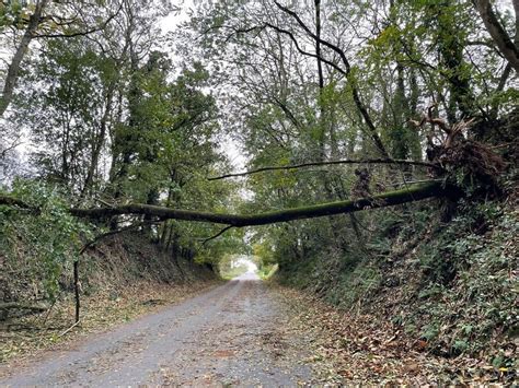 EN IMAGES Tempête Ciaran Dinan se réveille avec de nombreux arbres