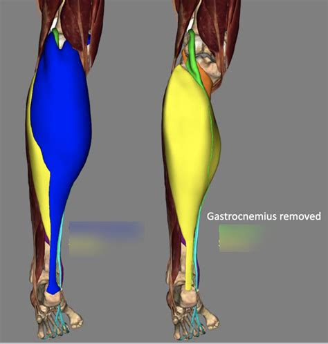 Posterior Compartment Of Lower Leg Diagram Quizlet