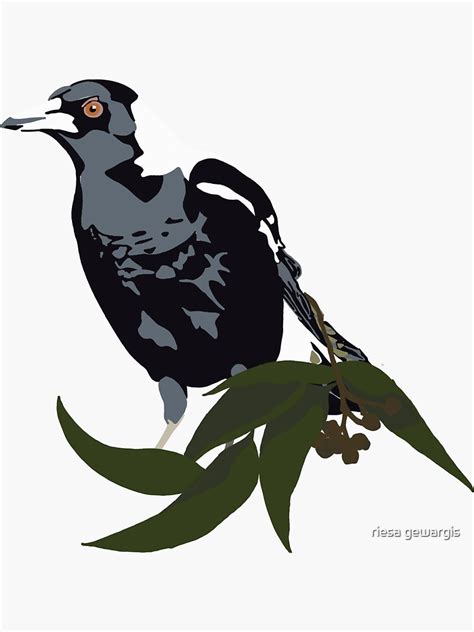 Australian Magpie Sticker By Riesa G Redbubble