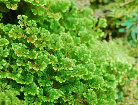 Selaginella Kraussiana Guide: How to Grow & Care for “Spikemoss”