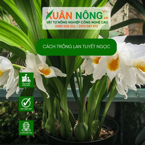 Cách trồng lan tuyết ngọc năng suất cao 