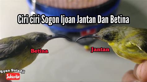 CARA MEMBEDAKAN SOGON IJOAN JANTAN DAN BETINA 100 AKURAT YouTube