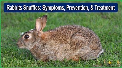 Snuffles in Rabbits: Symptoms, Prevention, and Treatment {Must be Known}