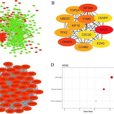 Construction Of Protein Protein Interaction Networks Of Degs By String