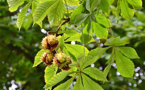 Microdosis De Casta O De Indias Aesculus Hippocastanum Toll N