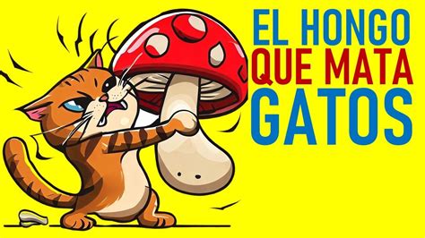 El Hongo Que Mata Gatos Esporotricosis Programa Especial La Vida Con