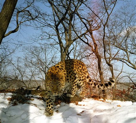 Amur Leopard Wild Photos Wildcats Conservation Alliance