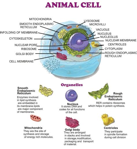 The Fundamental Unit Of Life Class 9 CBSE Class Notes