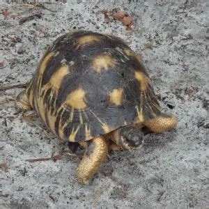 Radiated Tortoise - Facts, Diet, Habitat & Pictures on Animalia.bio