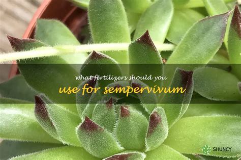 The Best Fertilizers To Use For Growing Sempervivum Shuncy