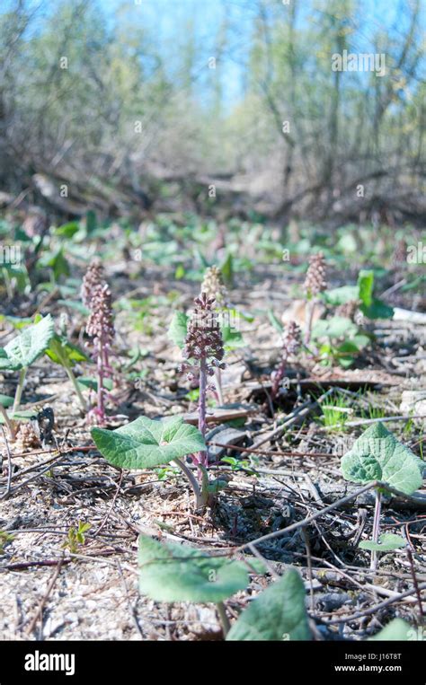 Arctium Lappa Greater Burdock Edible Burdock Stock Photo Alamy