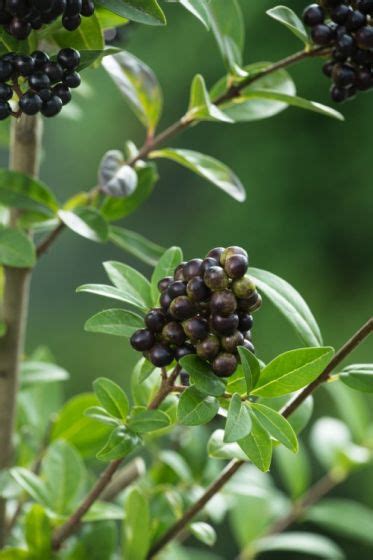 Ligustrum Vulgare Atrovirens C Cm