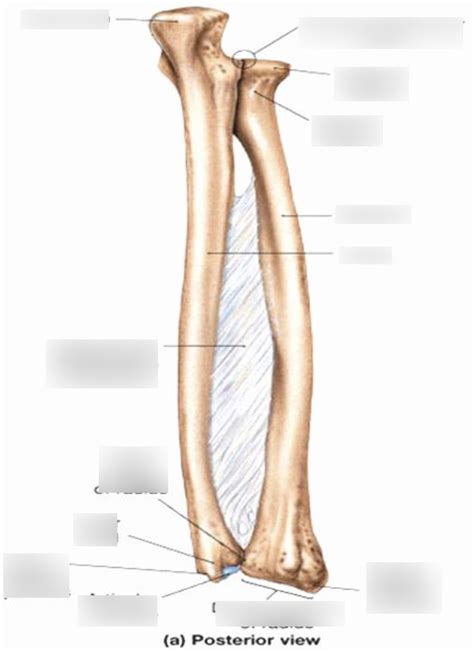 Right Radius And Ulna Posterior View Diagram Quizlet