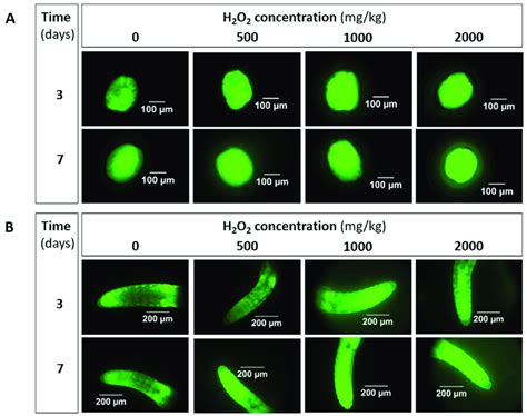 Microscopic Images Of ROS Detection Illustrated By Intensity Of Green