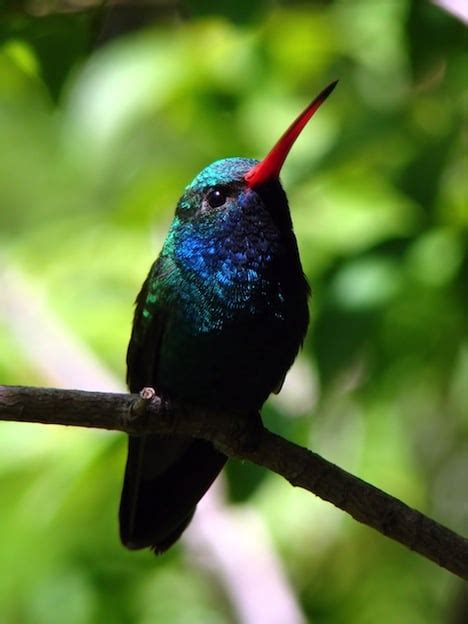 Hummingbird Habitat - Hummingbird Facts and Information