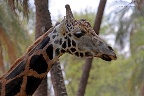 The Evolutionary Arms Race of The Giraffe and Acacia Tree | Madras Courier