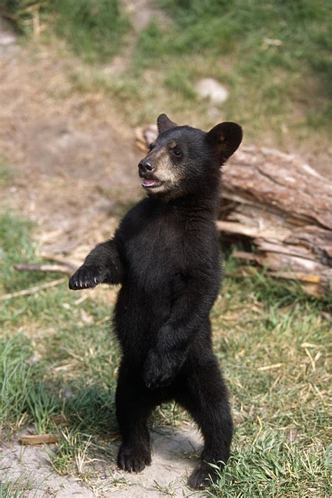 Black Bear Cub Pictures - Randa Carolyne