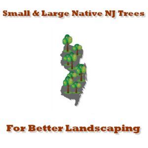 Small Large NJ Native Trees For Better Landscaping Precision Tree