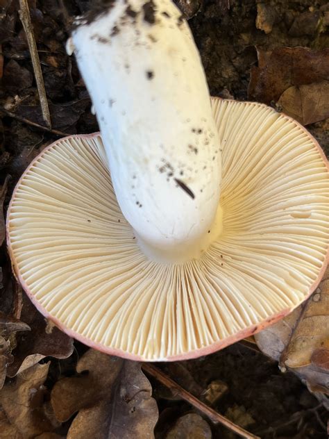 Russula Aurora The Ultimate Mushroom Guide