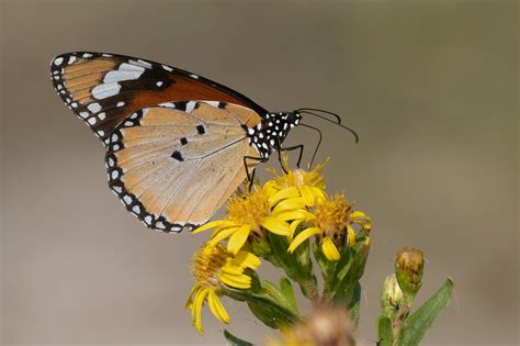 Danaus Chrysippus Butterflies Of Croatia